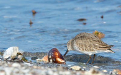 The Seagull vs. The Sandpiper